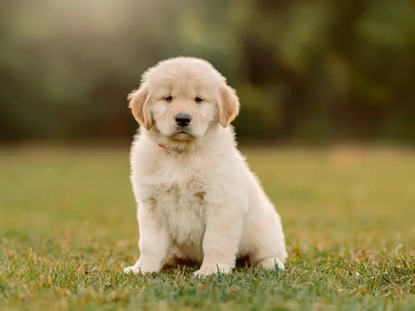 Canil Trevo Dourado Filhote de Golden Retriever 06