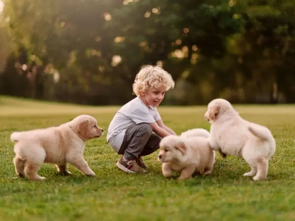 Canil Trevo Dourado Filhote de Golden Retriever 08