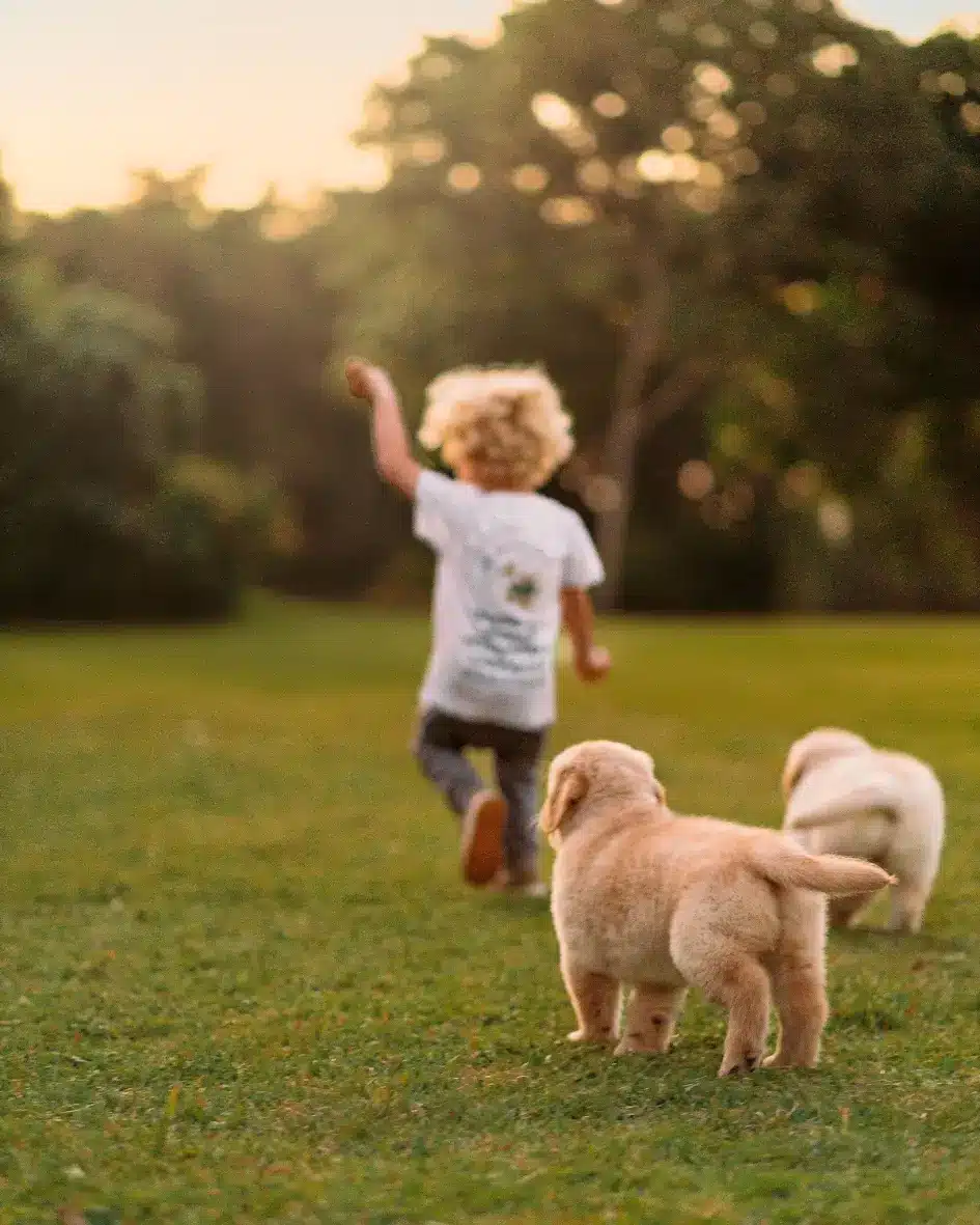 Filhote de Golden Retriever Trevo Dourado