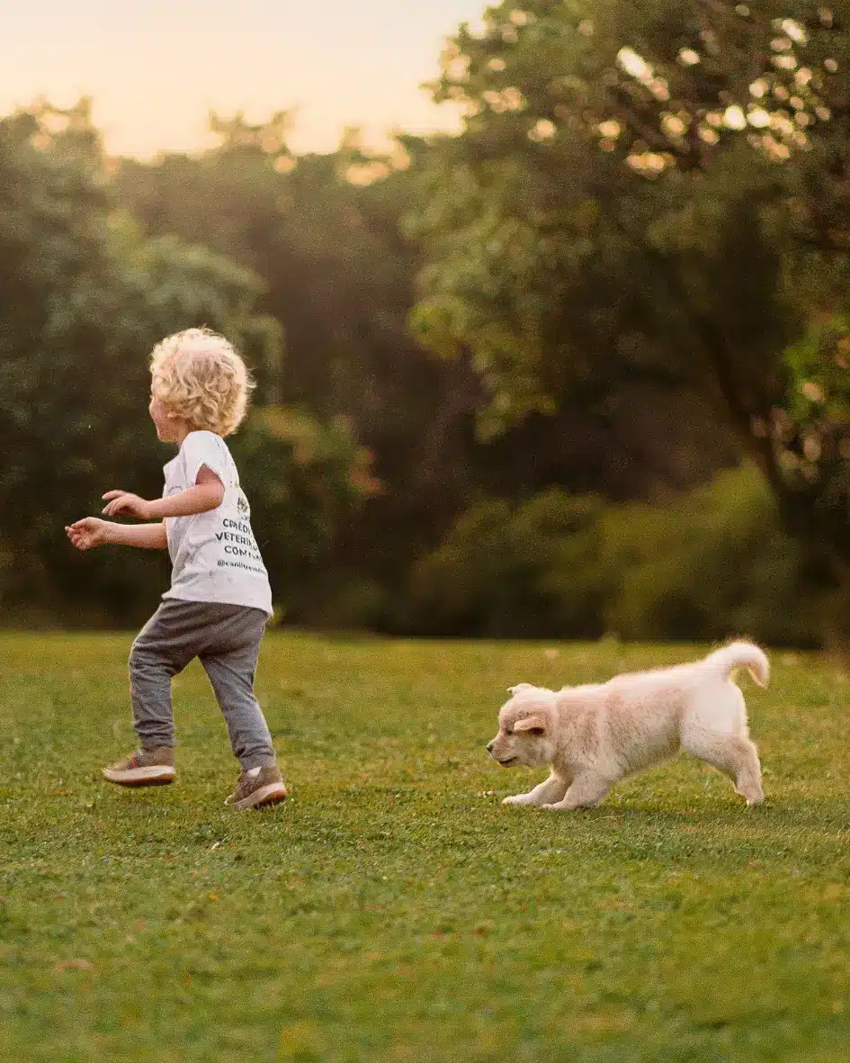 Filhote de Golden Retriever Trevo Dourado