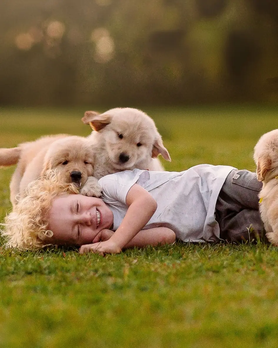 Filhote de Golden Retriever Trevo Dourado