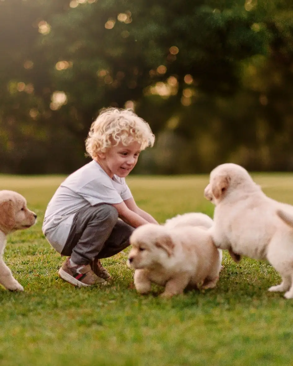 Filhote de Golden Retriever Trevo Dourado