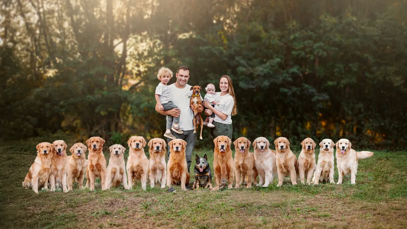 Golden Retrievers e a família do Canil Trevo Dourado